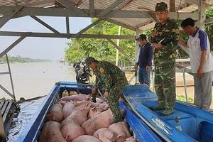 Ngăn chặn các trường hợp buôn bán, vận chuyển trái phép heo qua biên giới