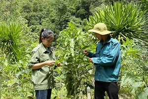 Làm giàu dưới tán rừng - Bài 1: Chinh phục những “kỳ hoa dị thảo”