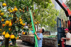 Hoa kiểng nhộn nhịp đổ về TPHCM