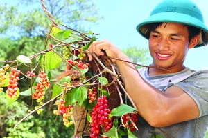 Ngũ vị tử chín đỏ mọng trên núi Ngọc Linh