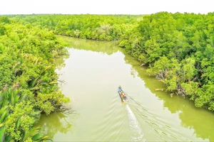 Khu dự trữ sinh quyển rừng ngập mặn Cần Giờ, huyện Cần Giờ, TPHCM. Ảnh: HOÀNG HÙNG