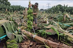 Hàng trăm hecta chuối của người dân ở Đồng Nai bị gãy đổ trong trận mưa gió lốc xoáy. Ảnh: Báo Đồng Nai