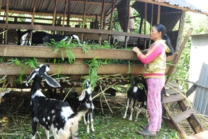 ĐBSCL: Giá thịt dê giảm, giá ếch tăng