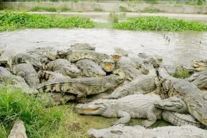 ĐBSCL: Nhiều tiềm năng nuôi cá sấu xuất khẩu