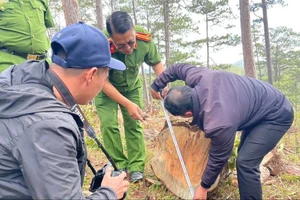 Lâm Đồng: Khen thưởng 1 tập thể, 6 cá nhân có thành tích đột xuất trong vụ cưa thông về làm củi 