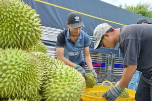 Trung Quốc cập nhật 829 mã số vùng trồng và 131 mã số cơ sở đóng gói sầu riêng Việt Nam