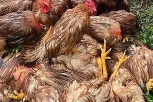 Thái Nguyên: Hơn 75.000 gà vịt chết trong mưa lũ