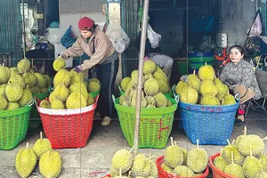 Nhiều loại trái cây... đại hạ giá