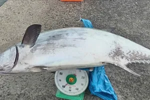 Lâm Đồng: Ngư dân câu được cá thu ngàn nặng gần 60kg