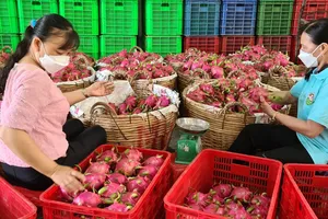 Đồng Tháp nỗ lực mở rộng vùng trồng thanh long xuất khẩu