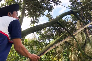 Sầu riêng nghịch vụ nhưng giá giảm hơn một nửa so với cùng kỳ năm 2024. Ảnh: TÍN HUY