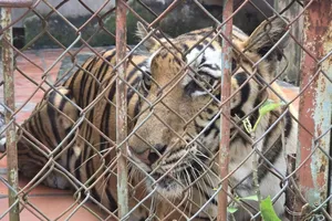 TPHCM: Phát hiện cơ sở nuôi nhốt nhiều động vật hoang dã