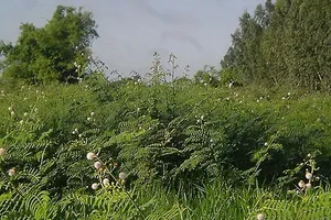   Cây mai dương là sinh vật ngoại lai, dễ phát tán, phát triển thành bụi rậm,  không có loại cây cỏ nào có thể mọc chen vào, rất khó tiêu diệt