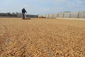 Hệ thống sân phơi cà phê của người dân do HTX công bằng Ea Kiết đầu tư xây dựng Ảnh HỒ TRANG