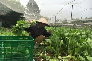 Nông dân trồng rau sạch VietGap cung ứng cho HTX Phú Lộc Ảnh: THANH HẢI