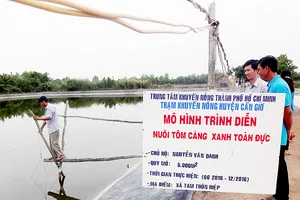 Mô hình nuôi tôm càng xanh toàn đực tại huyện Cần Giờ