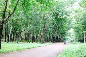 Thị trấn Lộc Ninh phủ một màu xanh cao su