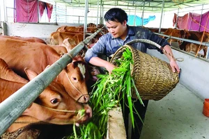 Trang trại bò trên đỉnh núi của anh Lò Xín Quân ở xã Quyết Tiến, huyện Quản Bạ - Hà Giang