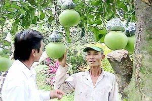 Mô hình trồng bưởi hồ lô ở Hậu Giang cho thu nhập cao . Ảnh: VĨNH TƯỜNG