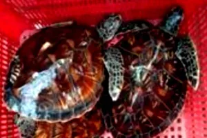 Đồi mồi dứa nằm trong sách đỏ thế giới và Việt Nam, thuộc nhóm nguy cấp có khả năng tuyệt chủng, cần được bảo vệ. Ảnh: Đình Cảnh