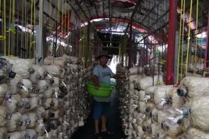 Hiệu quả từ nấm bào ngư xám