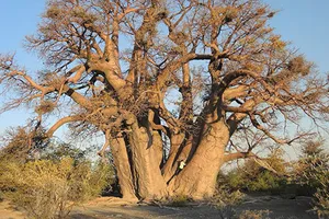 Cây baobab - Biểu tượng của châu Phi chết hàng loạt