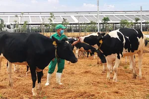 Bò sữa đi dạo trong khu sân chơi được trải đệm rơm tại Trang trại Vinamilk Quảng Ngãi