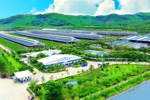 Lượng carbon trung hòa của trang trại Green Farm tương đương 30.000 sân bóng phủ đầy cây xanh, lượng nước tuần hoàn tương đương 86 hồ bơi Olympic…