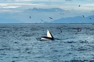 Yêu cầu không làm phiền đến cá voi xuất hiện tại vùng biển Nha Trang