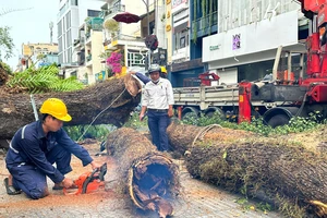 Phần trong cây xanh đã mục. Ảnh: CHÍ THẠCH 