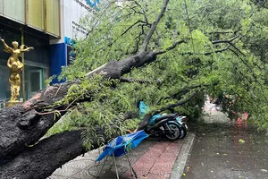 Uprooted tree crushes motorbikes in rainstorms