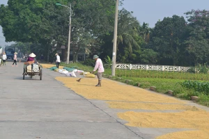 Xử lý nghiêm hành vi phơi nông sản, rơm rạ cản trở giao thông