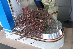 Hàng không nhận cung cấp cành đào, cây mai tết vận chuyển đến tận nhà