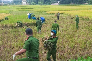 Công an xuống đồng thu hoạch lúa giúp dân đang cách ly y tế