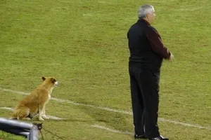 Tesapara là chú chó đầu tiên trong lịch sử được làm trợ lý HLV