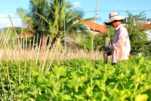 Làng hoa cúc truyền thống Ninh Giang tất bật chuẩn bị hoa cho dịp tết