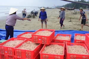 Vui như mùa “tép nhảy”