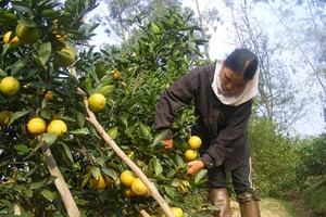 Nghệ An hỗ trợ nông dân đưa sản phẩm lên sàn thương mại điện tử