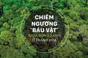 Chiêm ngưỡng “báu vật” giữa đồng xanh ở Thanh Hóa