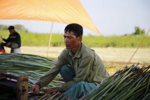 “Dầm nắng” trong vựa cói