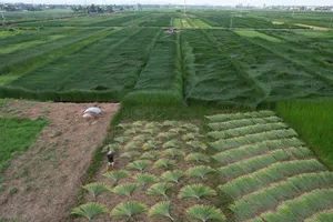 “Phơi mình” trên đồng cói