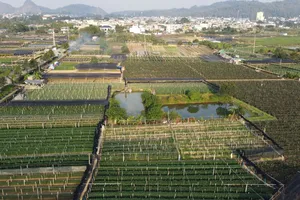 Vựa hoa lớn nhất Thanh Hóa tất bật vào vụ tết