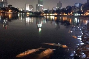 棟多湖死亡魚類（圖片來源：范芳）