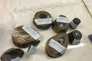 被查獲的犀牛角（圖片來源：互聯網）