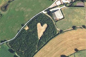 老農種6000棵橡樹懷念亡妻。（圖片來源：互聯網）