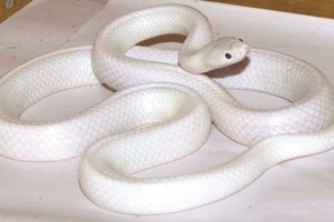 罕見白蛇（圖片來源：互聯網）