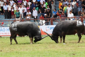編號１８的水牛觸死主人致死。（圖片來源：互聯網）