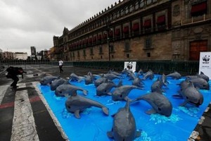 環保組織籲拯救加灣鼠海豚。（圖片來源：互聯網）