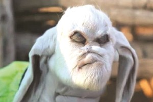 阿根廷現“人面山羊”。（圖片來源：互聯網）