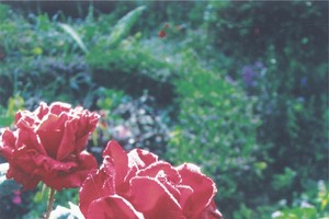 曾廣健拍攝作品